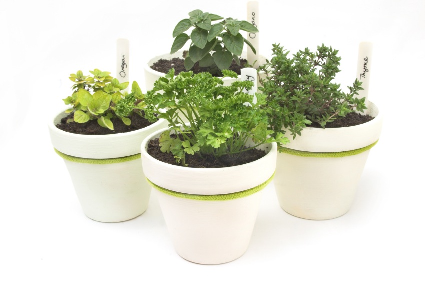 Glazed 8" plant pots